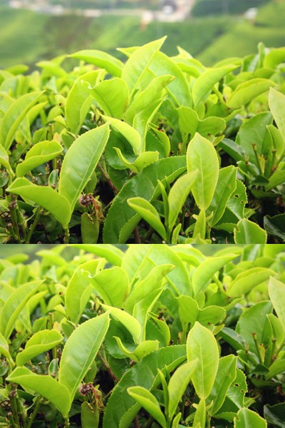 ingredients of Nagano Tonic