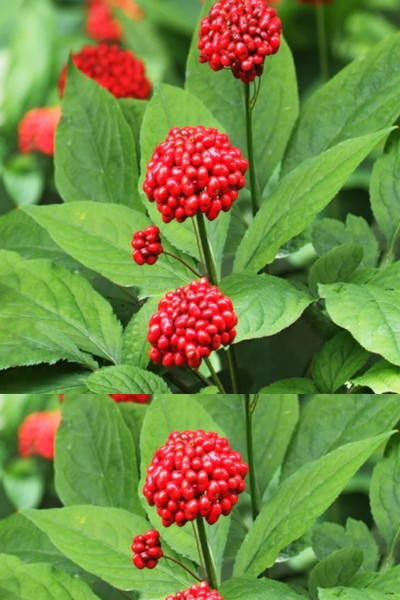 ingredients of Nagano Tonic