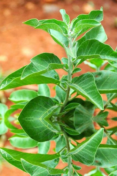 ingredients of Nagano Tonic